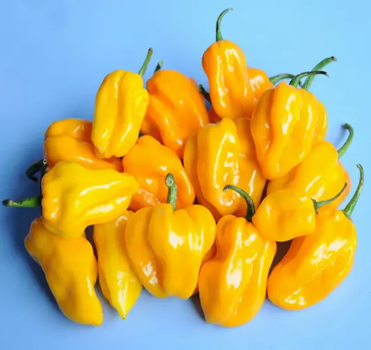 Piment Super Avenir 500 GR