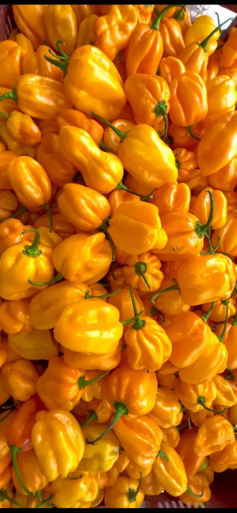 Piment pimor plus / en Légume