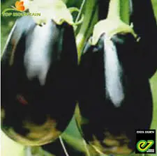 Aubergine Gloriana F1 100Grn