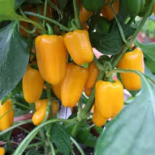 Poivron Abay F1 100 Grn