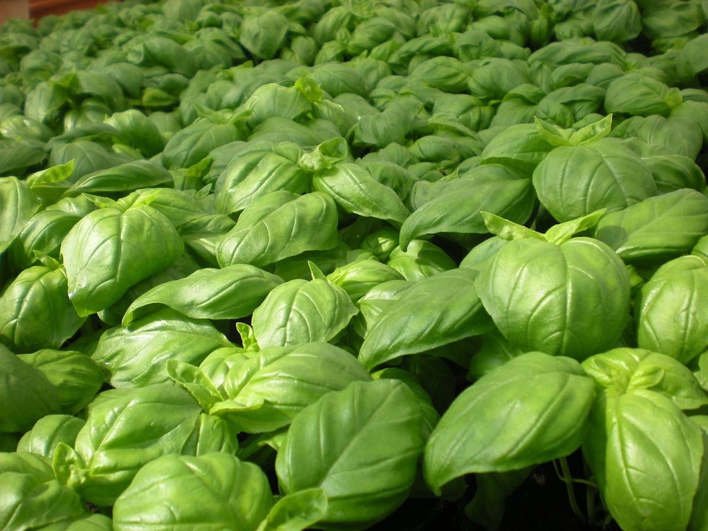 Basilic Grand Vert 1G