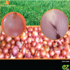 Oignon Violet de Galmi ou rouge d'amposta 25G