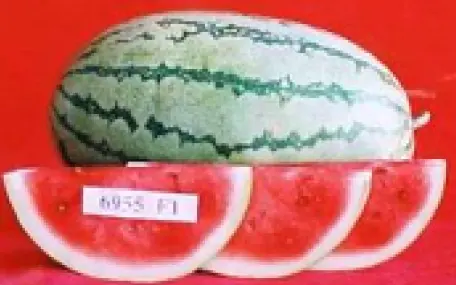 Pastèque Pungawa 100 Grammes