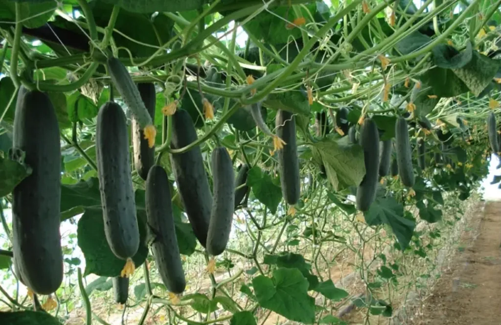 Concombre corinto /en légume