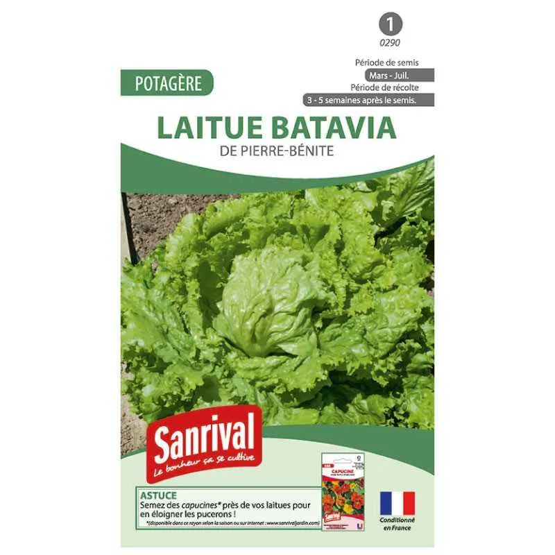 [SSR0013] Laitue Batavia / Sanrival 3g