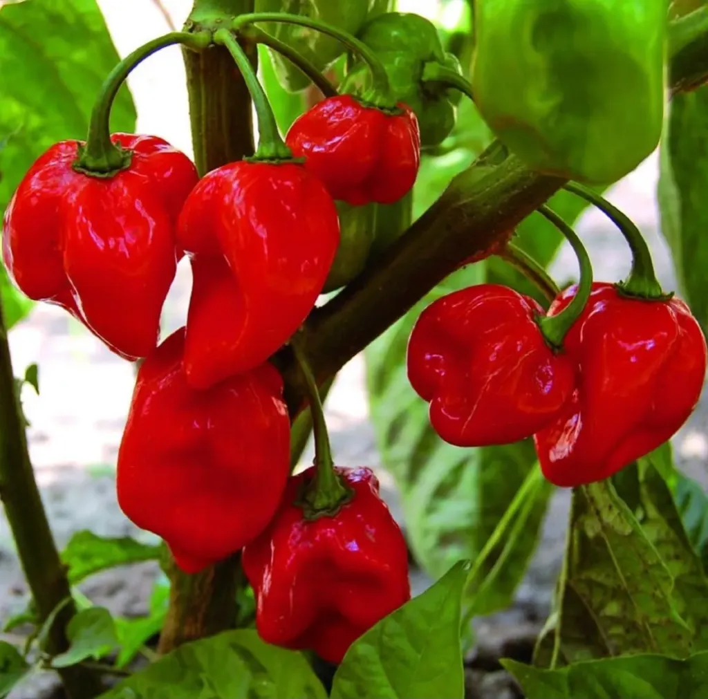 Piment Extra-Avenir/ en légume
