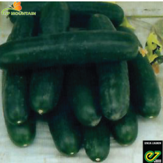 [SEZ0014] Concombre Macario 250 graines F1