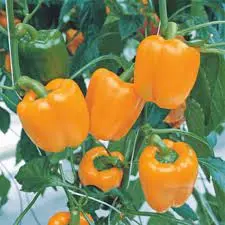 [SEZ0080] Poivron Verdrana Orange F1 1000Grn