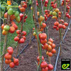 [SEZ0089] Tomate Pai Pai F1 500 Grn