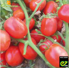[SEZ0091] Tomate Randah 1000 graines F1