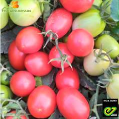 [SEZ0094] Tomate Randah F1 100Grn
