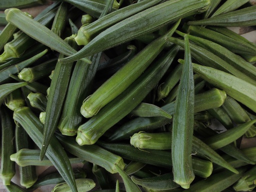 [STM0006] Gombo Okra Saloni F1 50G