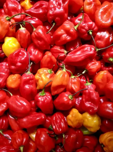 Piment super avenir / en légume