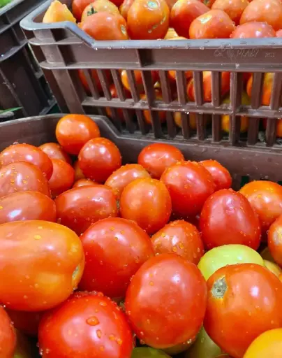 Tomate randah /en légume